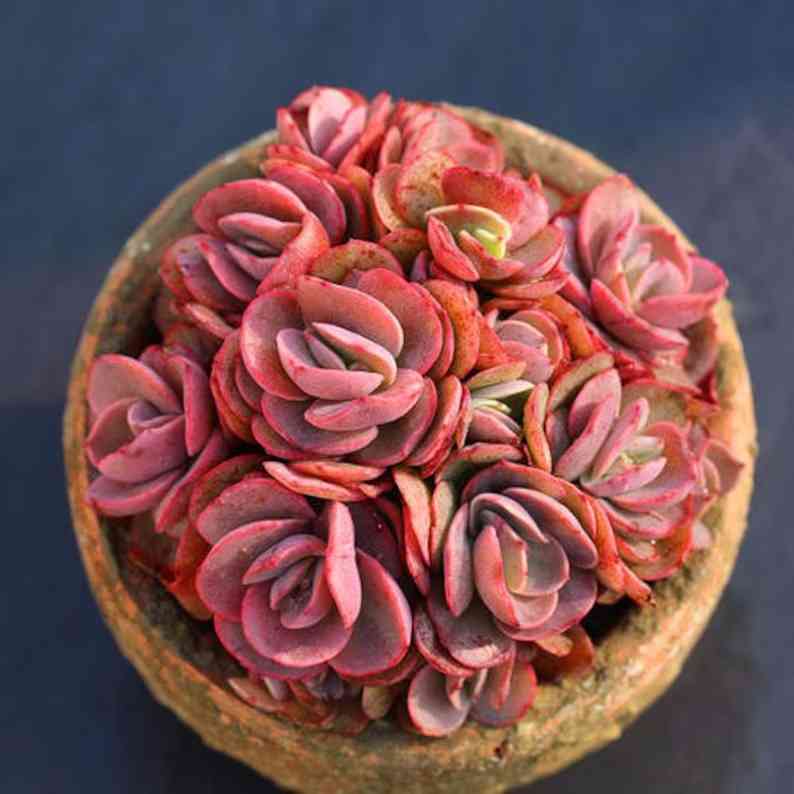 Succulent Echeveria Suyon, Rosette Succulent in 4" Planter Container for House Office Wedding Party Décor